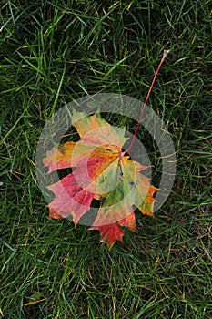 Colorful maple leaf on the green grass background in autumn in Kaunas, Lithuania