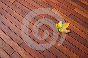 Colorful maple leaf on ipe wood texture background