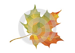 Colorful maple leaf isolated on a white background. Autumn element for your design. Vector illustration.