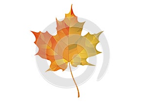 Colorful maple leaf isolated on a white background. Autumn element for your design. Vector illustration.