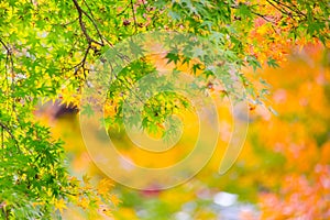Colorful maple leaf in japan autumn season