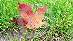 Colorful maple leaf lying on green grass.