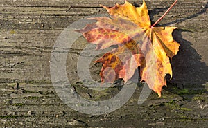 Colorful maple leaf on old wooden background in sunny day