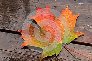 Colorful maple leaf with raindrops on wooden background