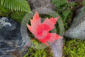 Colorful Maple Leaf on Rocks and Moss