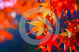 Colorful maple leafs during Autumn season at Naejangsan National