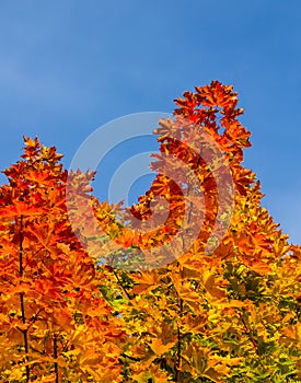 Colorful maple leafs portrait