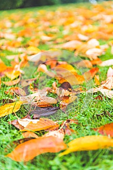 Colorful maple leave on the ground,lawn for background in the park.