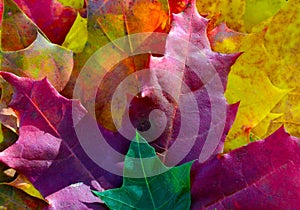 Colorful maple leaves as a background for design.Autumn concept.Fall season.