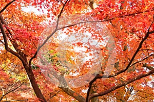 Colorful of maple leaves in autumn.