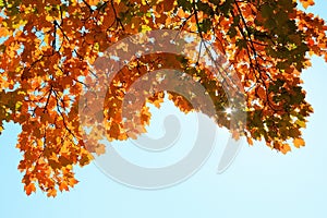 Colorful Maple Leaves in Autumn