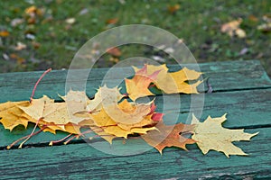 Colorful maple leaves in the autumn on a blue-green colored bench in the park