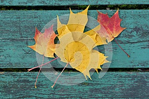 Colorful maple leaves in the autumn on a blue-green colored bench in the park