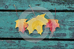 Colorful maple leaves in the autumn on a blue-green colored bench in the park