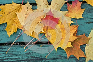 Colorful maple leaves in the autumn on a blue-green colored bench in the park