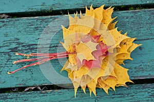 Colorful maple leaves in the autumn on a blue-green colored bench in the park