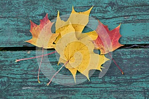 Colorful maple leaves in the autumn on a blue-green colored bench in the park