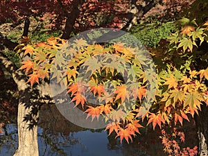 Colorful maple leaves in autumn at Eikando Zenrinji Temple in Japan.