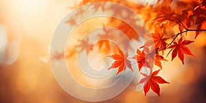 Colorful maple leaves in autumn sunny day, focus in foreground leaves, blurred bokeh background