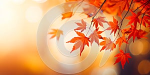 Colorful maple leaves in autumn sunny day, focus in foreground leaves, blurred bokeh background