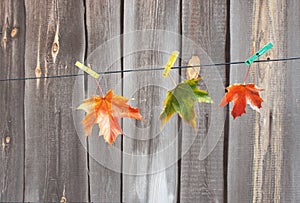 Colorful maple leaves on clothespins on a rope. Autumn composition on the wooden wall background. Three autumn leaves.