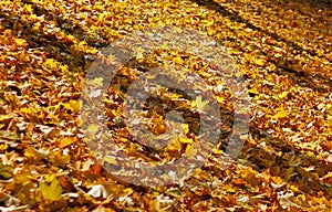 Colorful maple leaves covering the ground