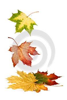 Colorful maple leaves falling down