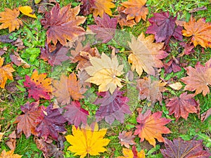 Colorful of maple leaves and leaves change color in autumn season.