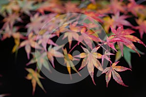 Colorful maple leaves or Momiji Gari in autumn