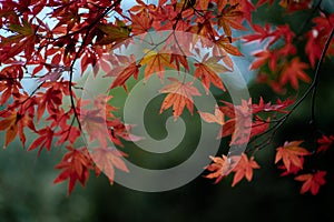 Colorful maple leaves or Momiji Gari in autumn