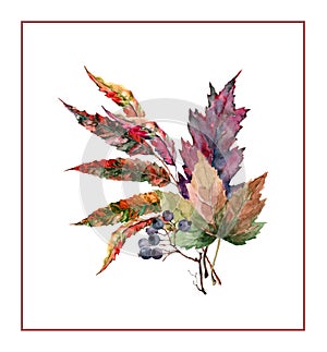 Colorful maple leaves, rowan, bunch of berries in autumn bouquet. Nice composition. Hand drawn watercolor.