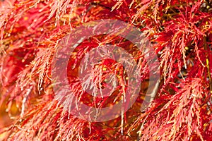 Colorful Maple leaves on the tree in autumn. Japanese Maple (Acer Palmatum Tamukeyama). Selective Focus. Shallow DOF