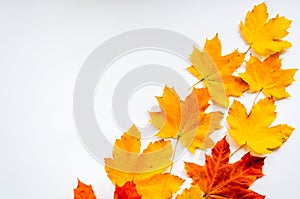 Colorful maple leaves on a white background. Autumn abstract background. Hello October concept. Copy space