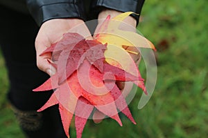Colorful  maple leaves in woman  hand in Autumn