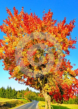 Colorful maple tree beside the asphalt road autumn / fall daylight