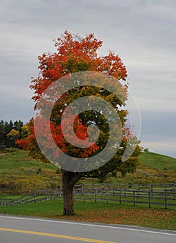 Colorful maple tree on the roadside