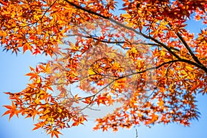 Colorful maple tree at Tofukuji Temple,Japan at Kyoto,Japan