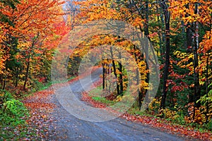 Colorful Maple trees along scenic forest trail