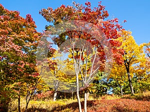 Colorful maple trees in park on sunny autumn day