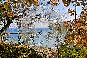 Colorful autumn trees at coast against calm sea