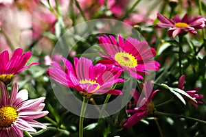 Colorful marguerite Robinson`s red - red flower daisy marguerite