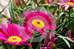 Colorful marguerite Robinson`s red - red flower daisy marguerite