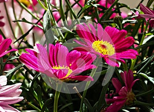 Colorful marguerite Robinson`s red - red flower daisy marguerite