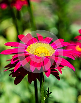 Colorful marguerite Robinsons red flower