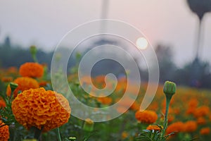 Colorful marigold flower garden with sunset background