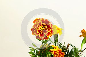 Colorful marigold flower in white background for hindu religious,marriage invitation,diwali,new year,ganesh chaturthi,festival,n