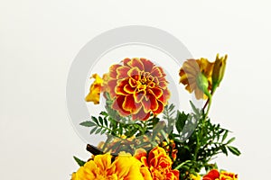 Colorful marigold flower in white background for hindu religious,marriage invitation,diwali,new year,ganesh chaturthi,festival,n