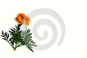 Colorful marigold flower in white background for hindu religious,marriage invitation,diwali,new year,ganesh chaturthi,festival,n