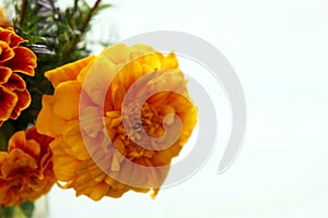 colorful marigold flower in white background for hindu religious,marriage invitation,diwali,new year,ganesh chaturthi,festival,n