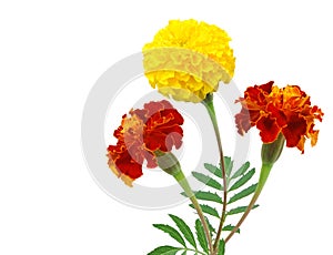 A colorful marigold flowers bunch isolated white